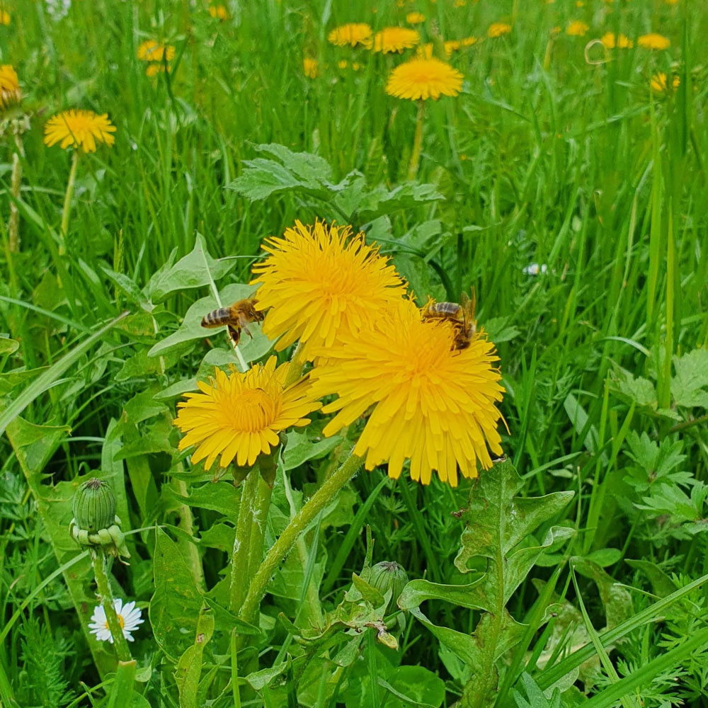 Nix Drin Ein Geschenk der Natur Löwenzahn Likör von Kräuterwohl